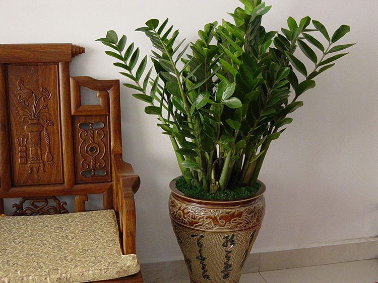 辦公室綠色植物